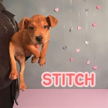 Enlarge Stitch, a Adoptable mixed breed in Westwood, NJ image 1/1