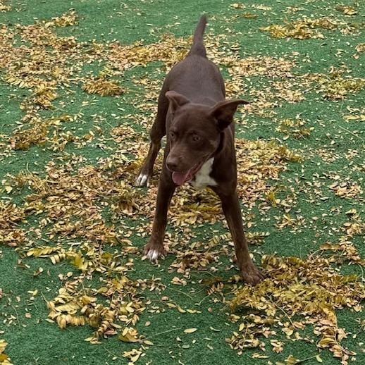 Candy, a Adoptable mixed breed in Chicago, IL image 2/6