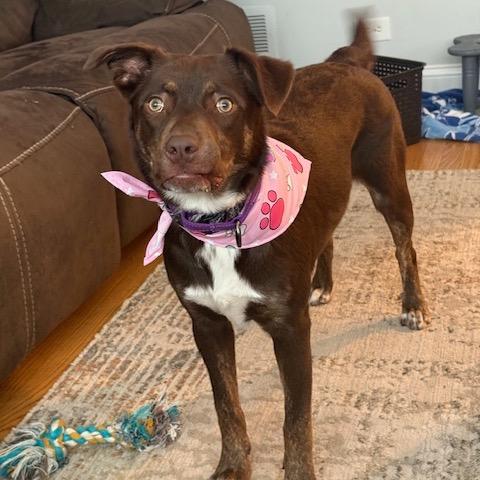 Candy, a Adoptable mixed breed in Chicago, IL image 3/6