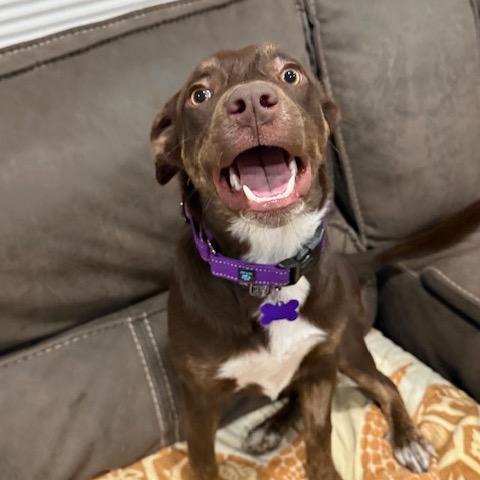 Candy, a Adoptable mixed breed in Chicago, IL image 5/6