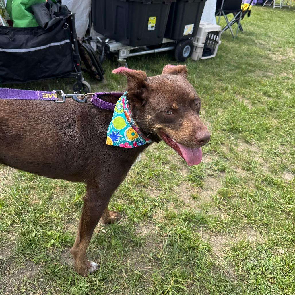 Enlarge Candy, a Adoptable mixed breed in Chicago, IL image 5/5