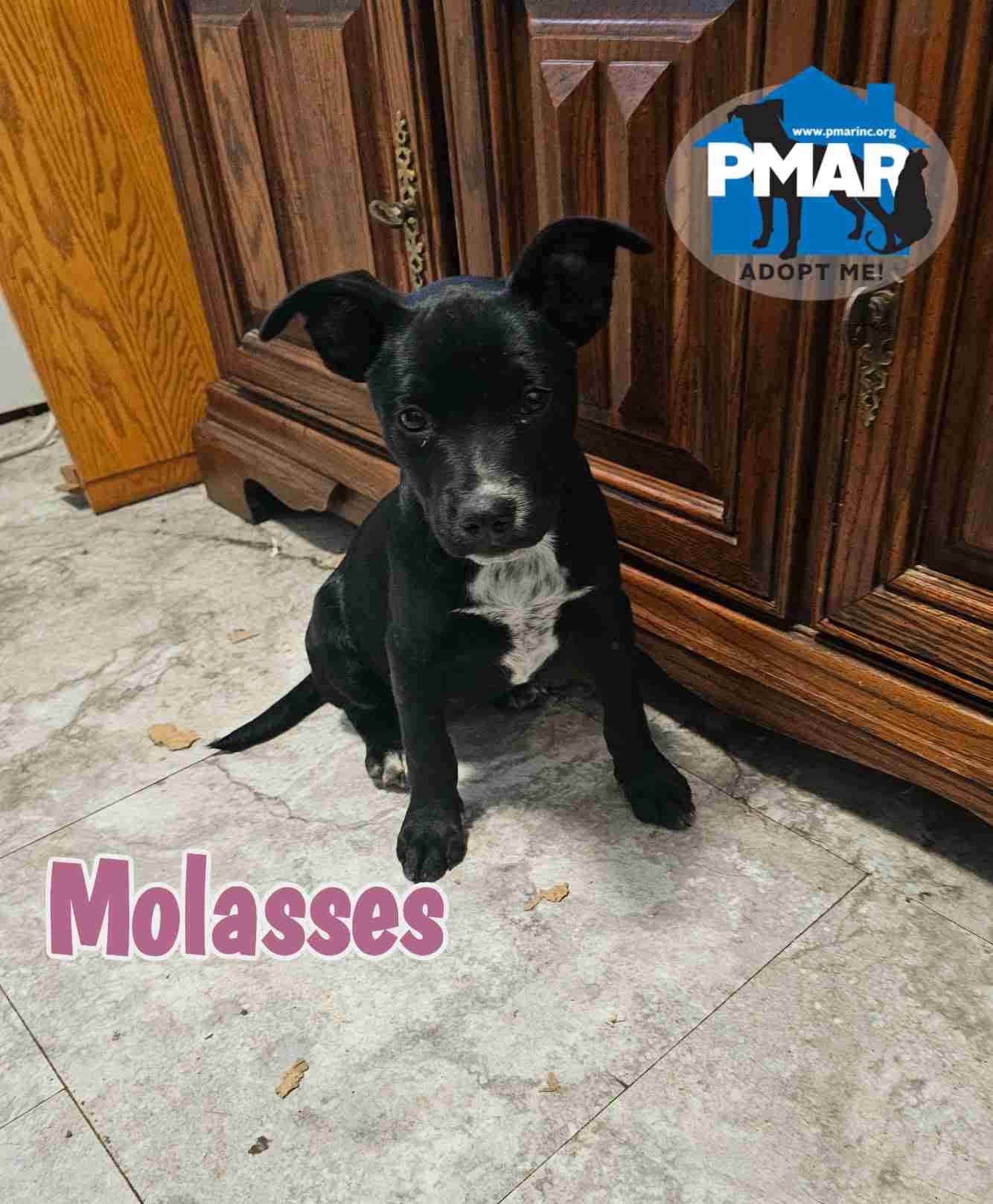 Enlarge Molasses, a ADOPTABLE mixed breed in Johnson City, NY image 1/1