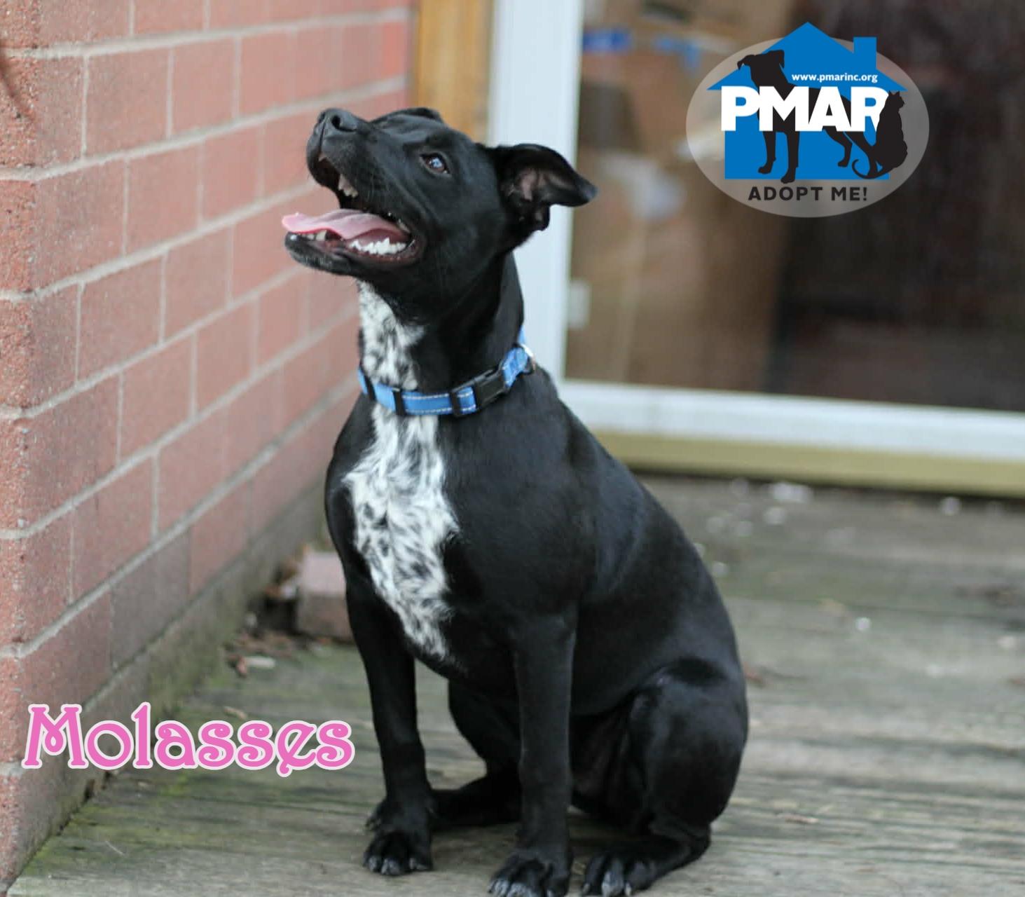 Molasses, ADOPTABLE, Puppy Female Pit Bull Terrier & Labrador Retriever.