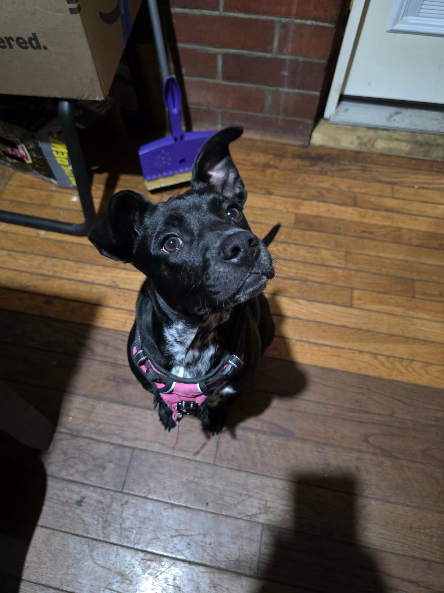 Enlarge Molasses, a ADOPTABLE mixed breed in Johnson City, NY image 3/4