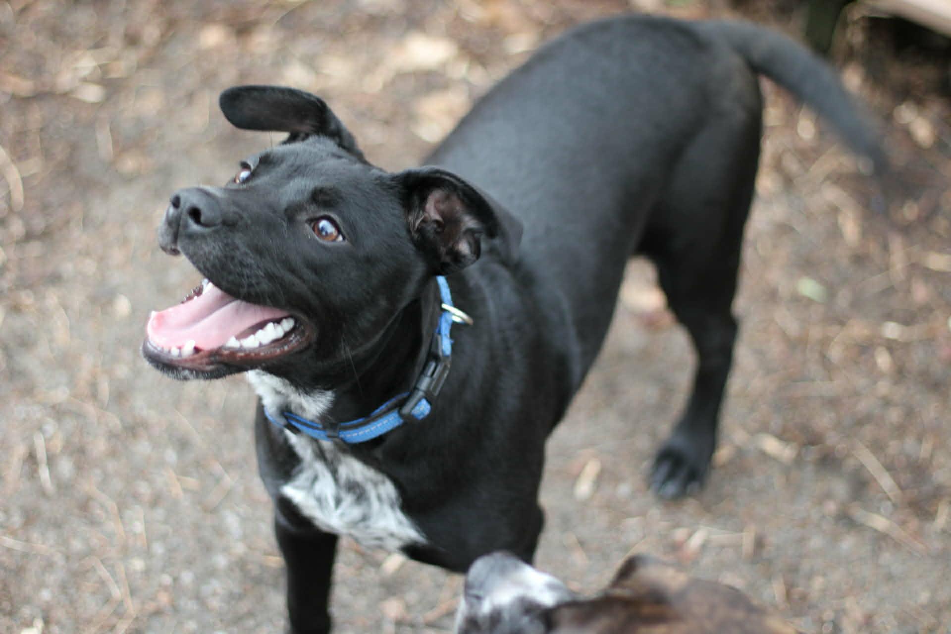 Enlarge Molasses, a ADOPTABLE mixed breed in Johnson City, NY image 2/4