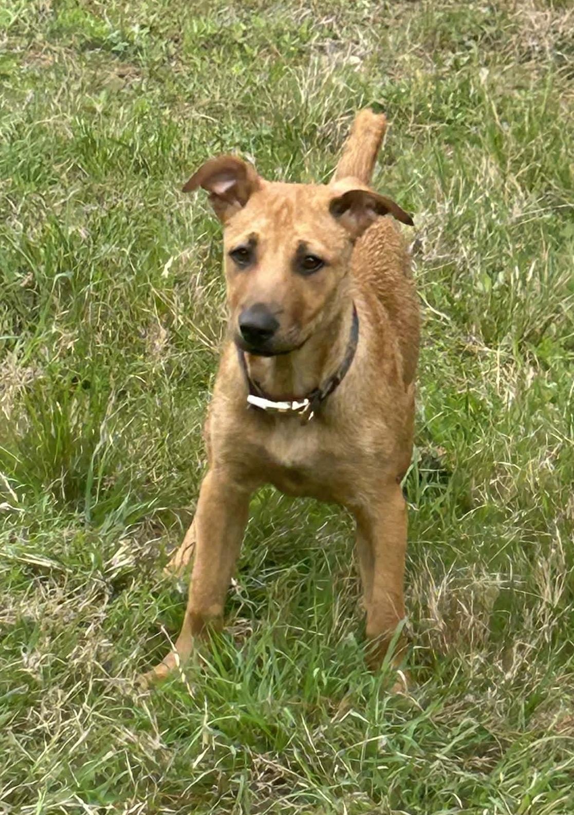 Enlarge Victoria, a Adoptable mixed breed in Seattle, WA image 3/6