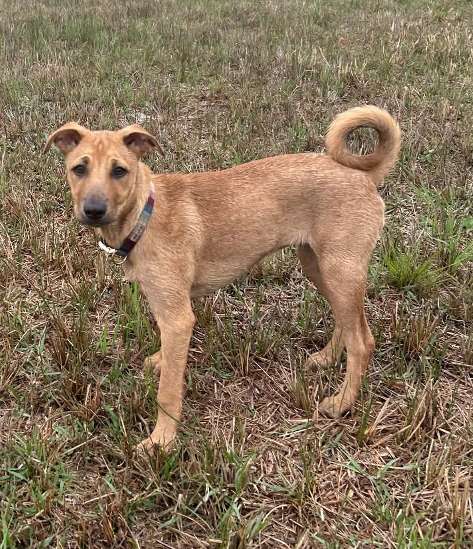 Enlarge Victoria, a Adoptable mixed breed in Seattle, WA image 2/6