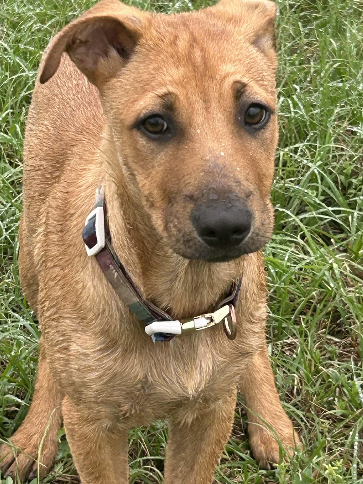Enlarge Victoria, a Adoptable mixed breed in Seattle, WA image 5/6