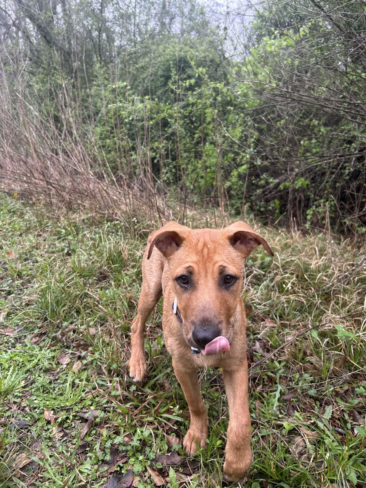 Enlarge Victoria, a Adoptable mixed breed in Seattle, WA image 6/6