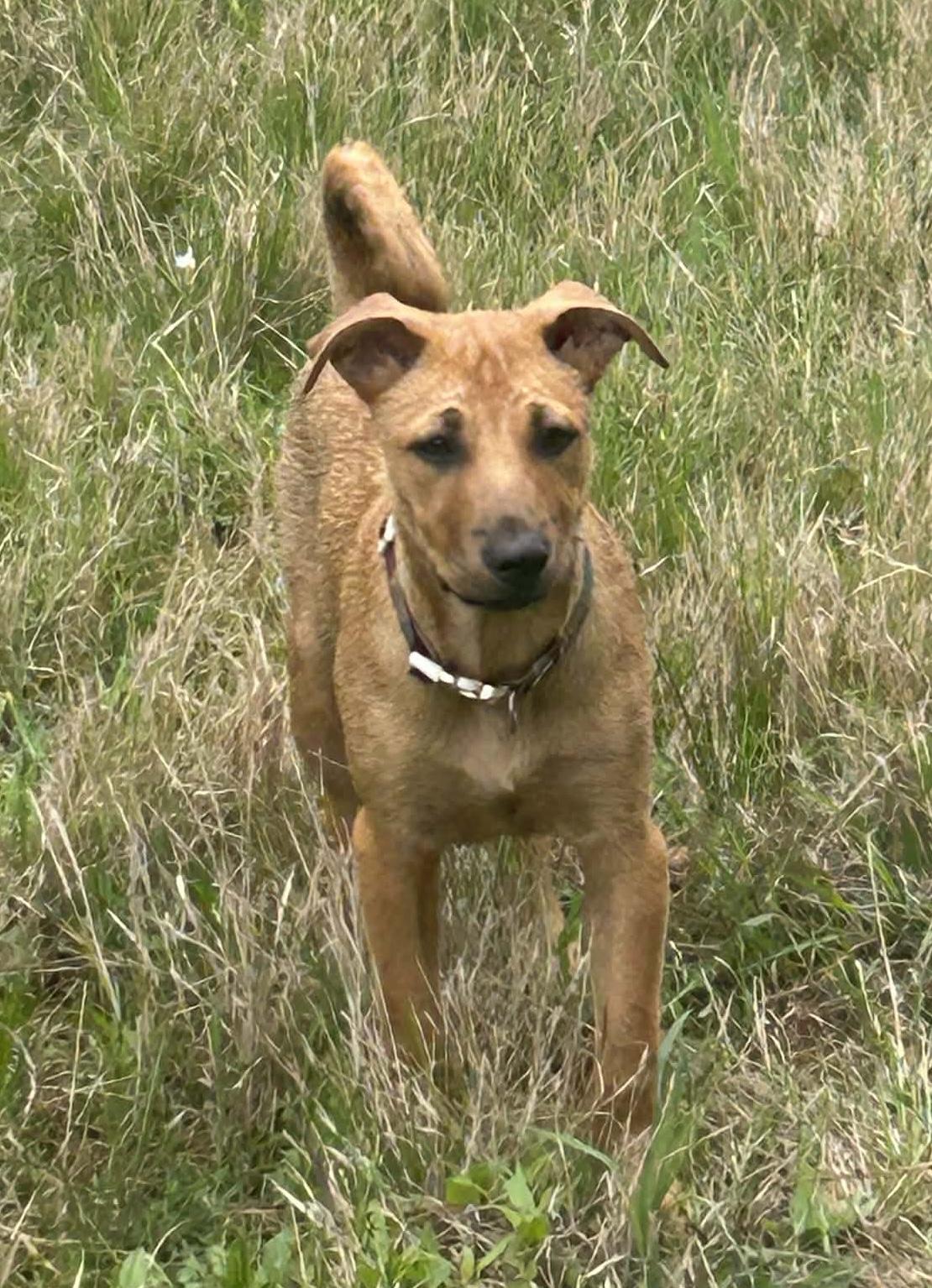 Victoria, Adoptable, Puppy Female Carolina Dog.