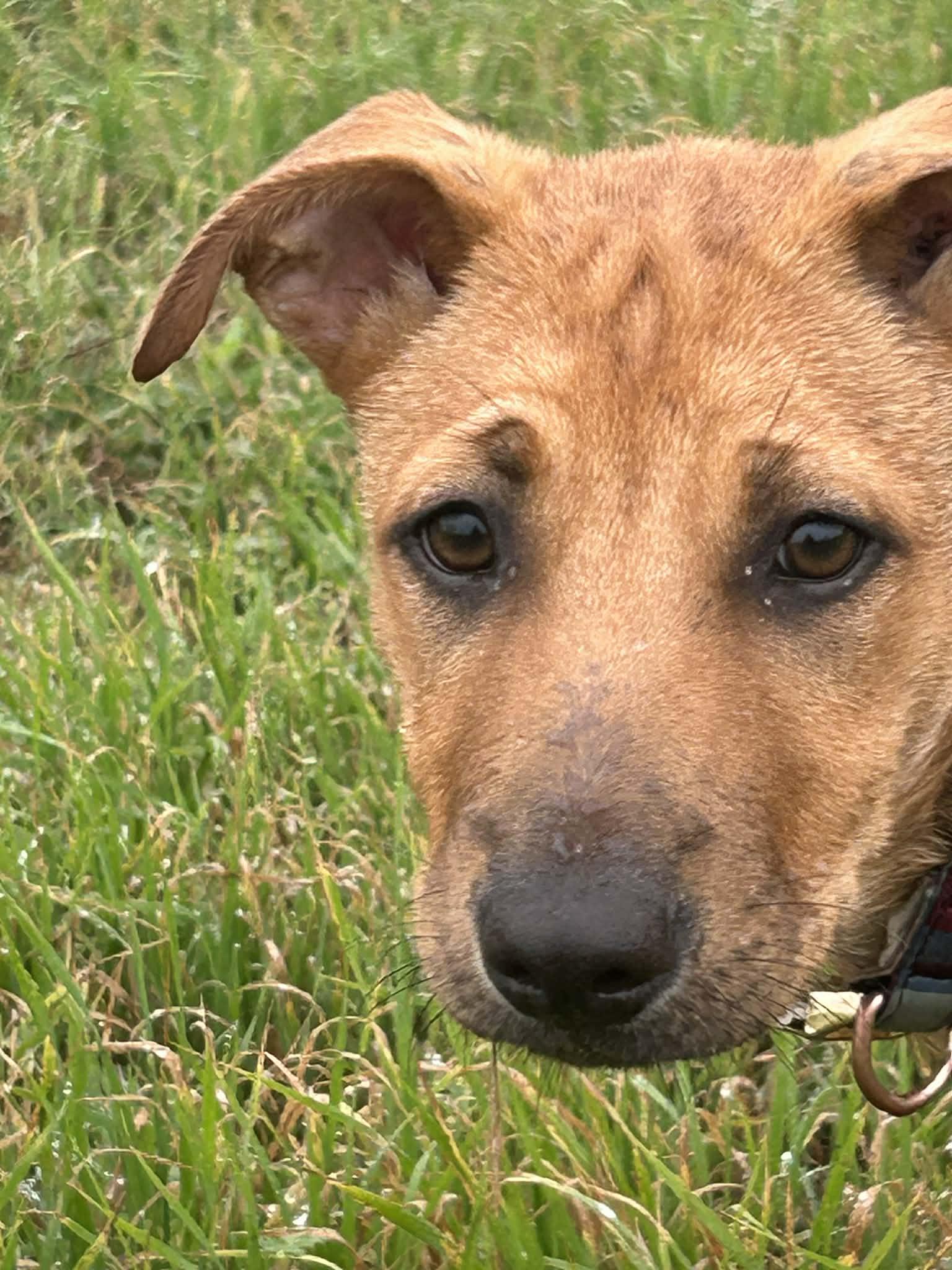 Enlarge Victoria, a Adoptable mixed breed in Seattle, WA image 4/6