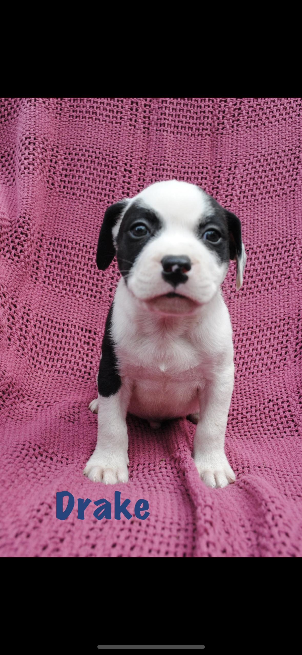 Enlarge Drake, a Adoptable mixed breed in seaside heights, NJ image 1/2