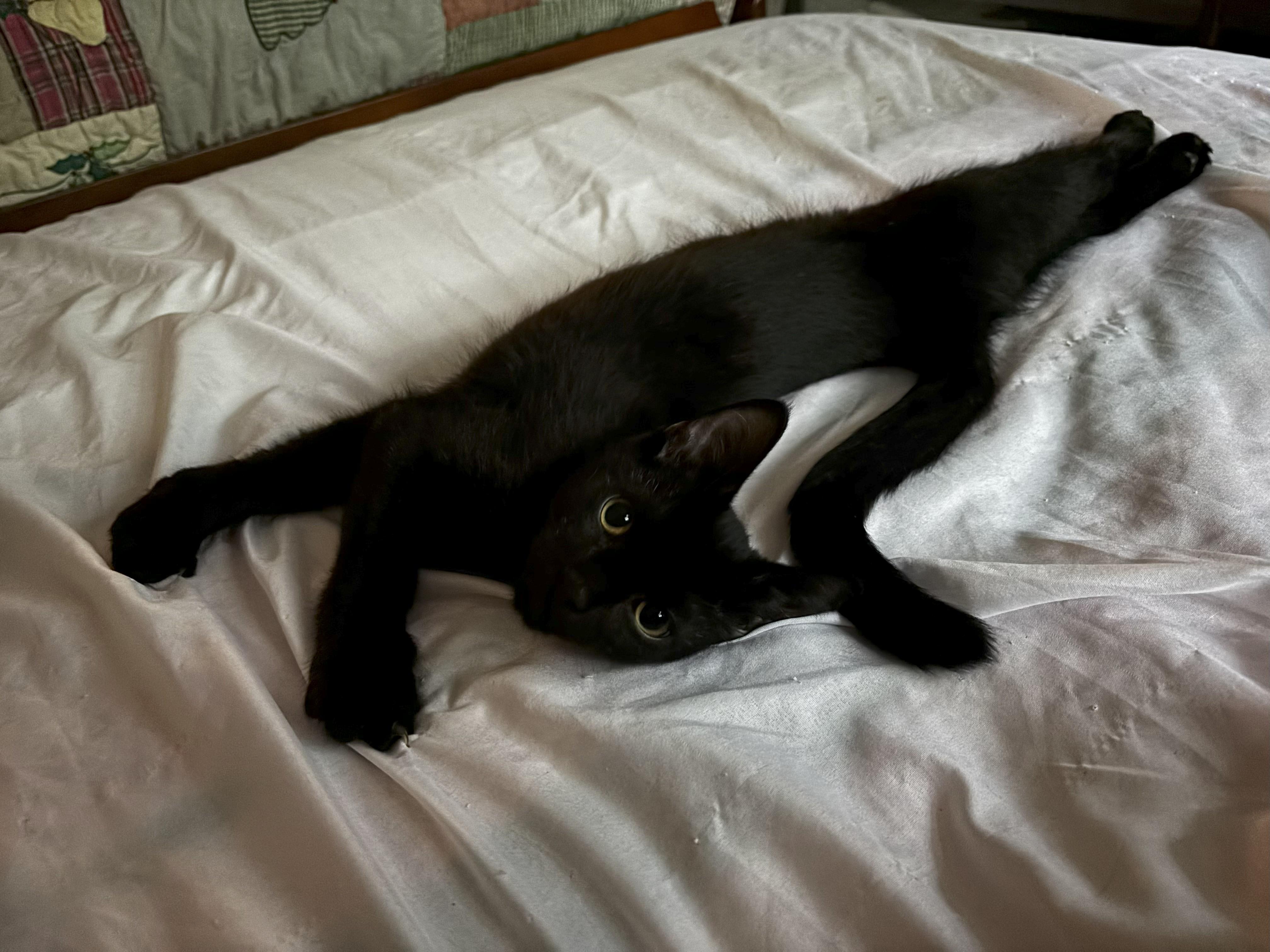 Enlarge Benny and June, a Adopted Domestic Short Hair in Montclair, NJ image 3/5