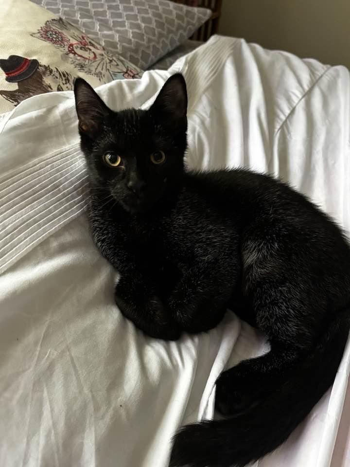 Enlarge Benny and June, a Adopted Domestic Short Hair in Montclair, NJ image 2/5