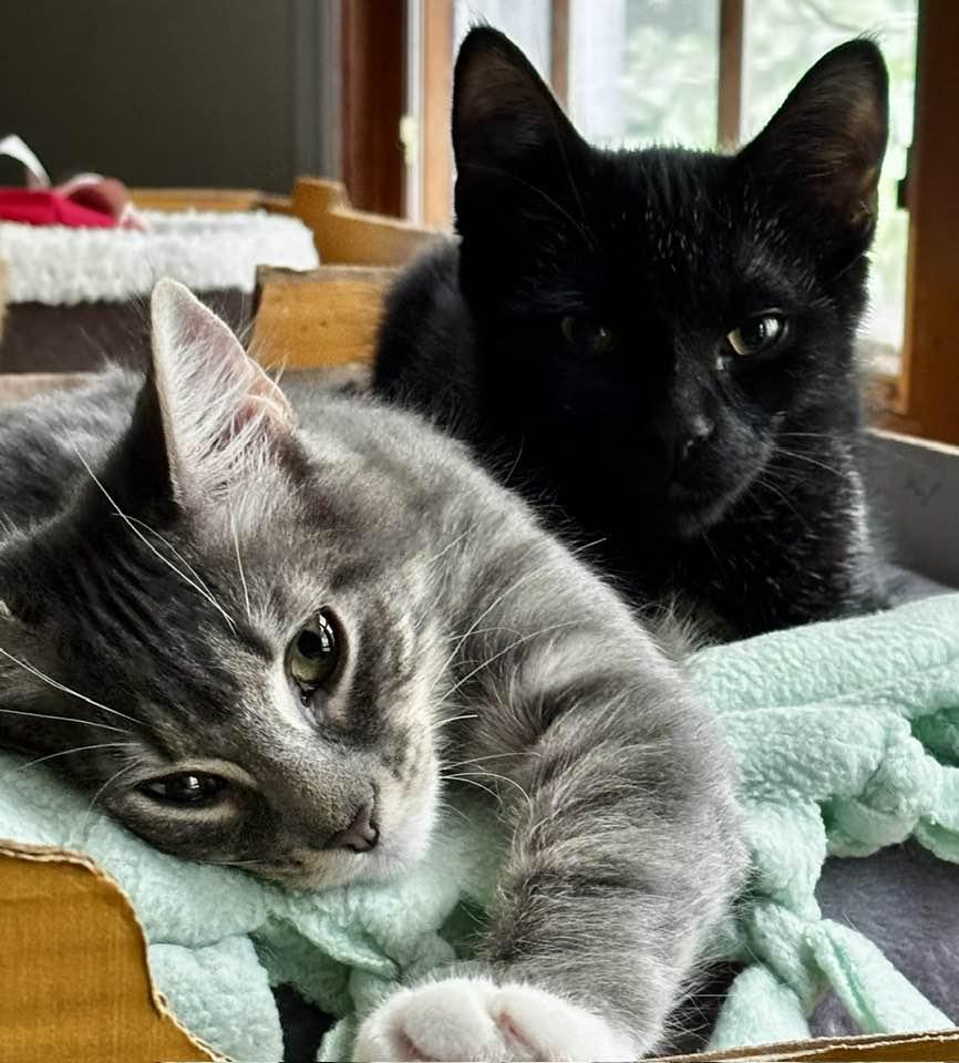 Benny and June, Adopted, Young Male Domestic Short Hair.