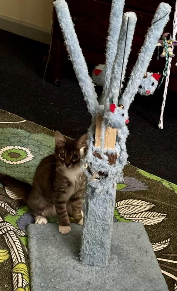 Enlarge Benny and June, a Adopted Domestic Short Hair in Montclair, NJ image 4/5