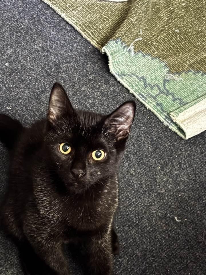 Enlarge Benny and June, a Adopted Domestic Short Hair in Montclair, NJ image 5/5