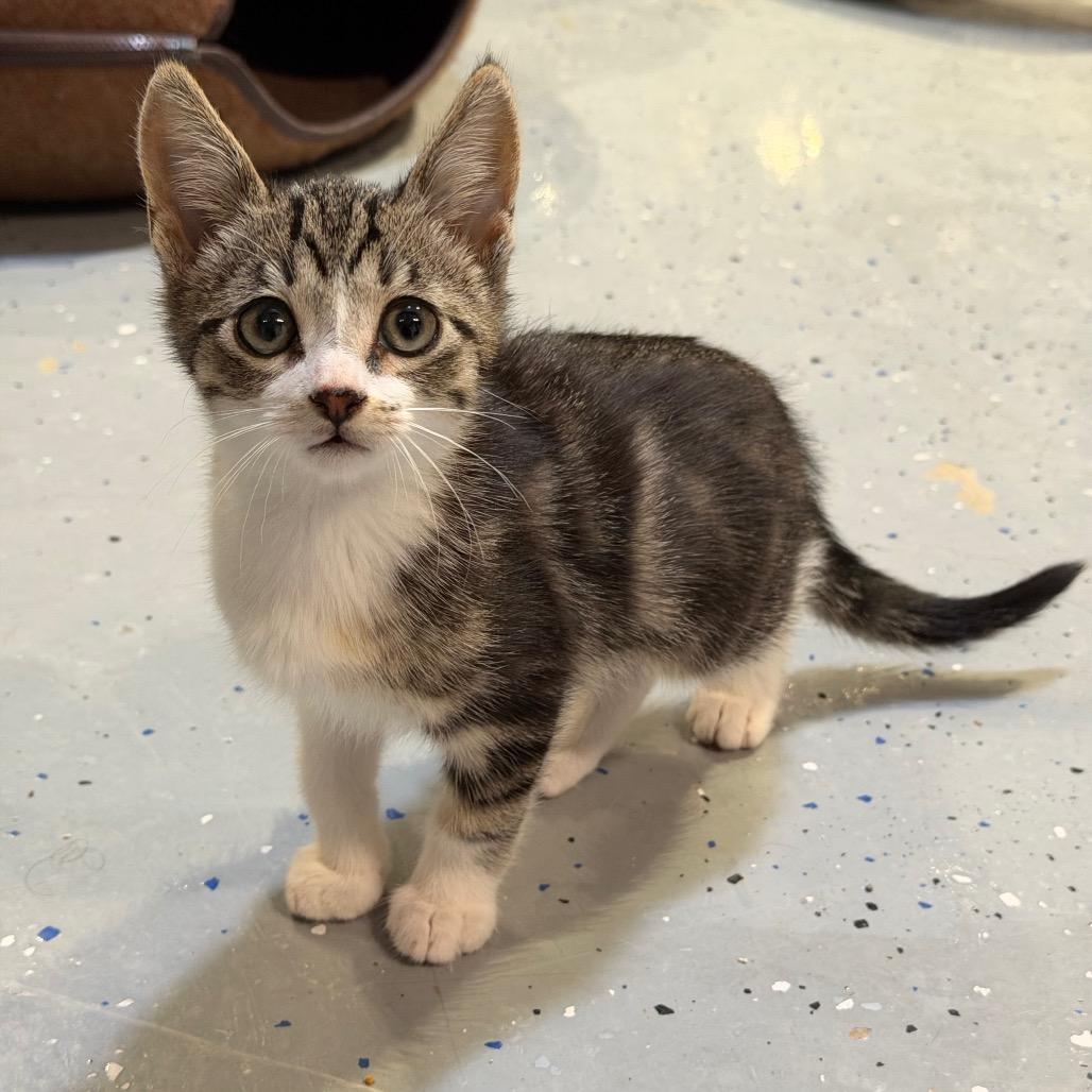 Stuart, Adoptable, Kitten Male Domestic Short Hair.