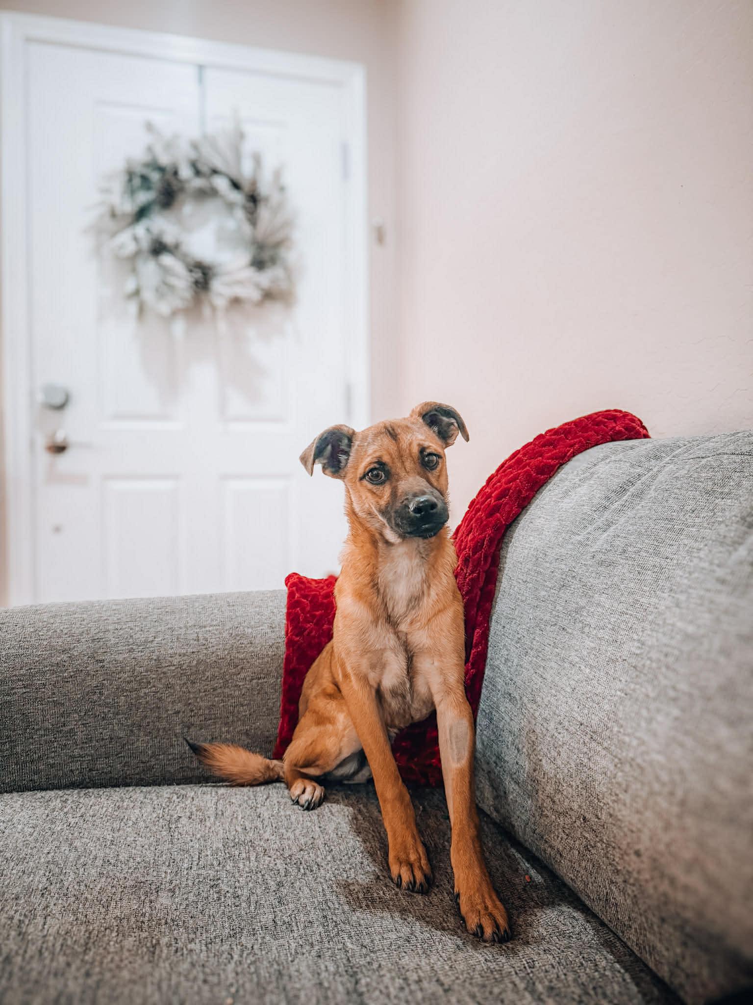 Fritz, Adoptable, Puppy Male Anatolian Shepherd & Shepherd.