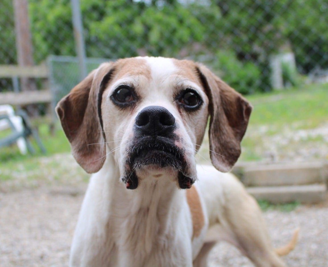 Gerty, Adoptable, Adult Female Boxer.