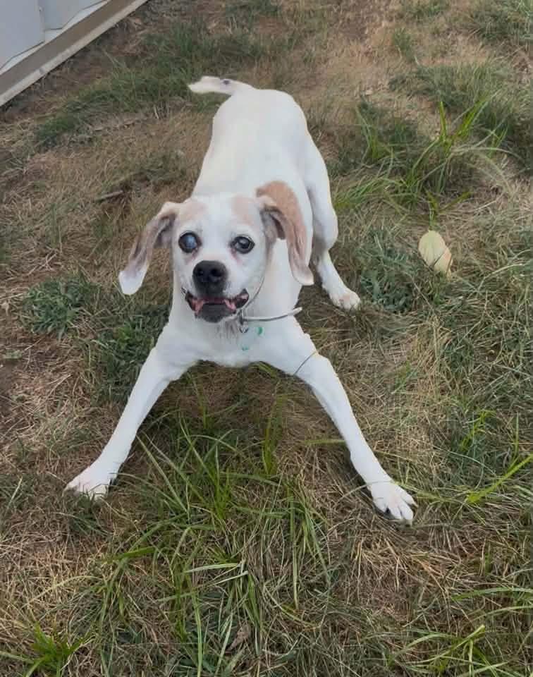 Enlarge Gerdy, a Adoptable mixed breed in Indianapolis, IN image 2/4