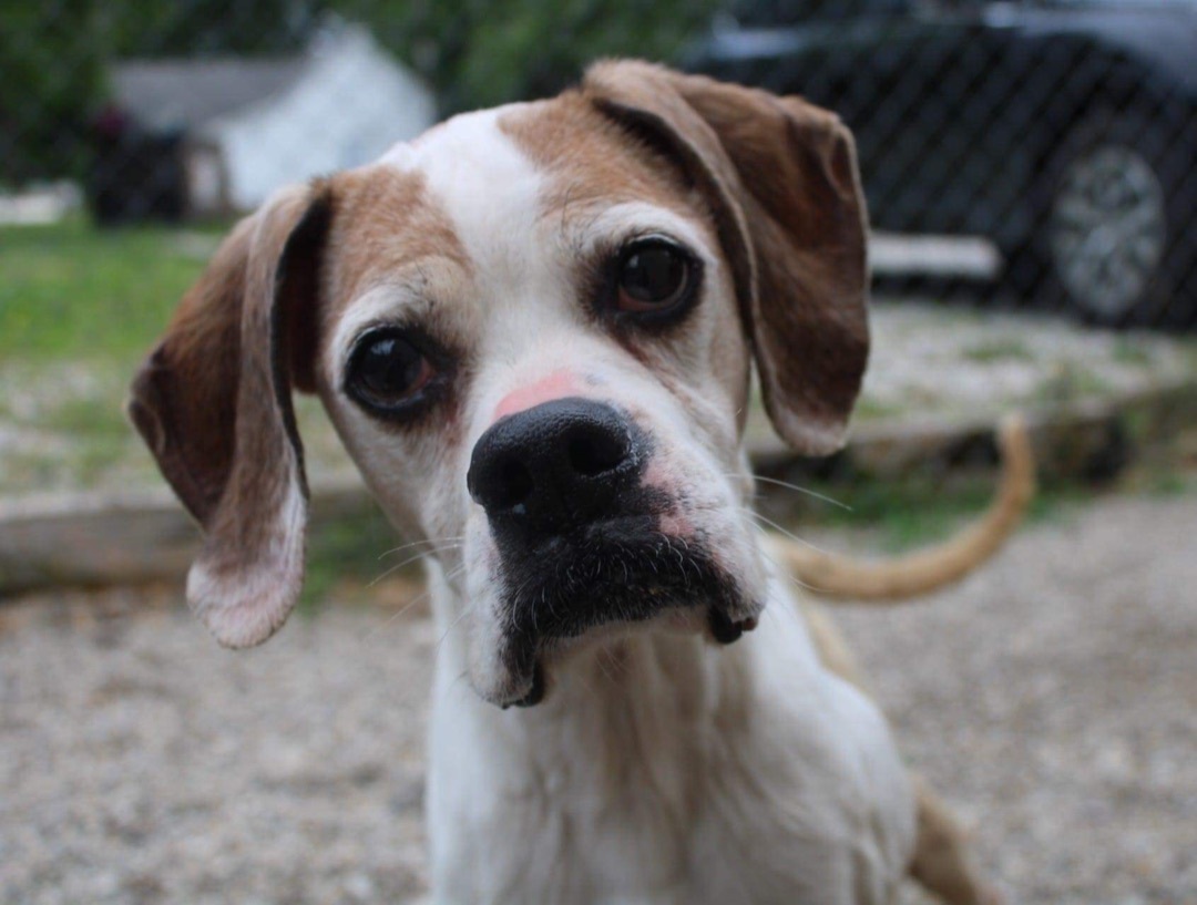 Gerty, a Adoptable mixed breed in Indianapolis, IN image 2/4