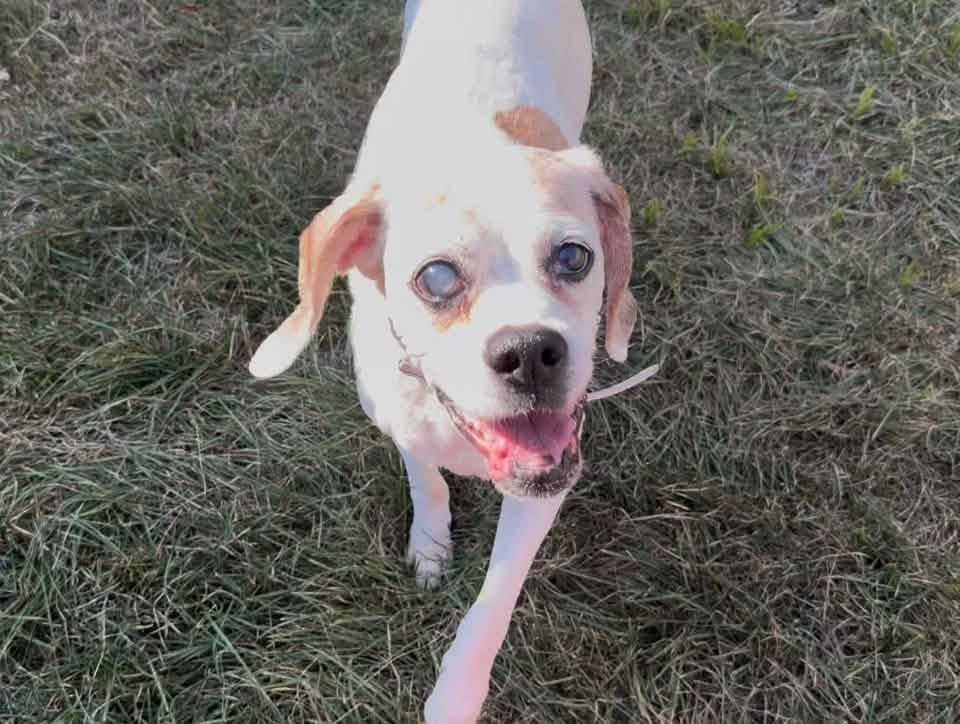 Enlarge Gerdy, a Adoptable mixed breed in Indianapolis, IN image 1/4