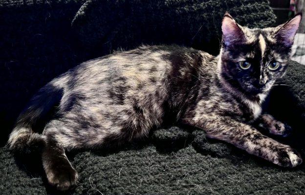 Enlarge Buffy, a ADOPTABLE Tortoiseshell in Wasilla, AK image 1/1