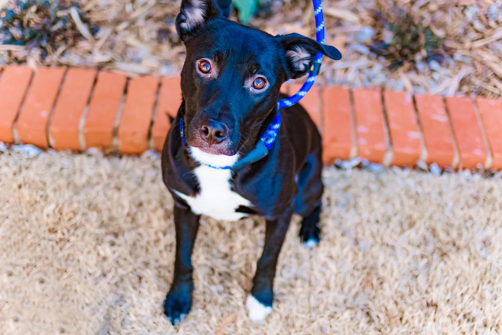 Enlarge Storm, a Adoptable mixed breed in Warr Acres, OK image 1/6