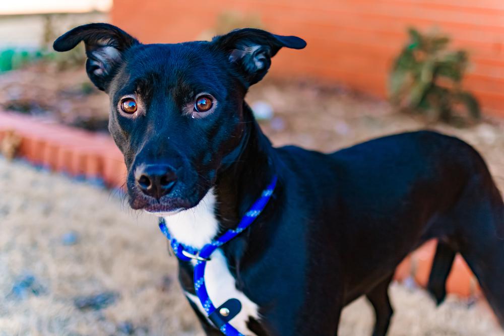 Enlarge Storm, a Adoptable mixed breed in Warr Acres, OK image 2/6
