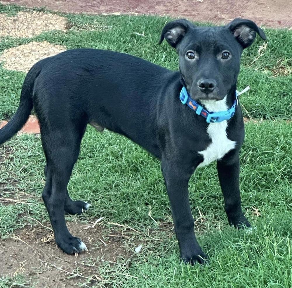 Enlarge Storm, a Adoptable mixed breed in Warr Acres, OK image 3/6
