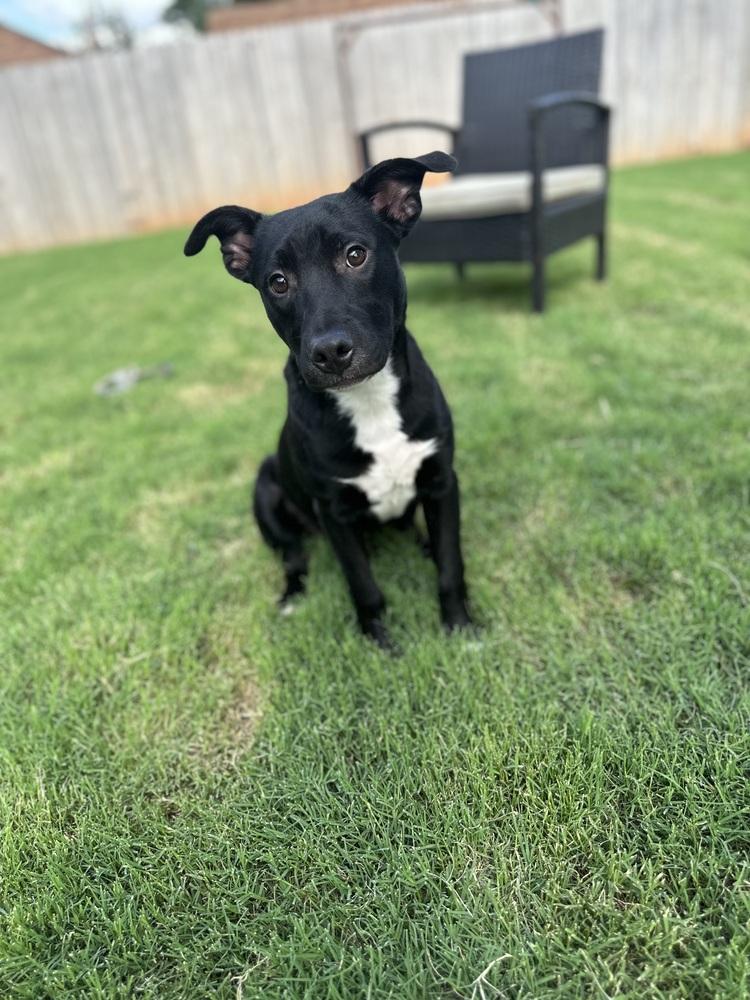 Enlarge Storm, a Adoptable mixed breed in Warr Acres, OK image 4/6