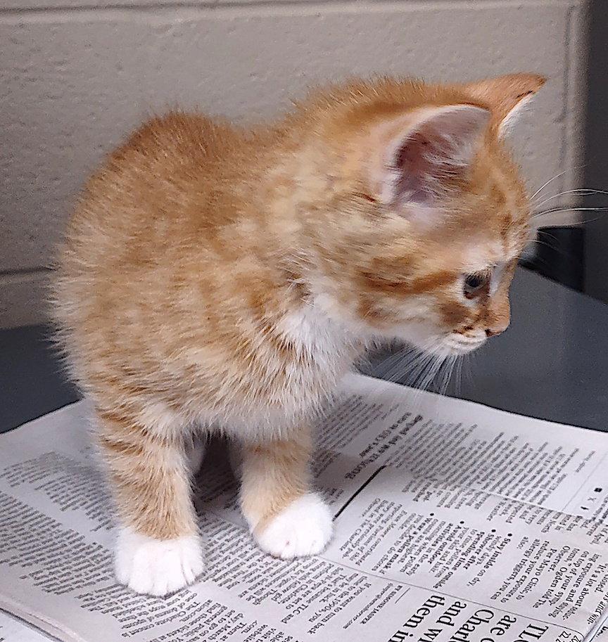 Khai, Adopted, Kitten Male Domestic Short Hair.