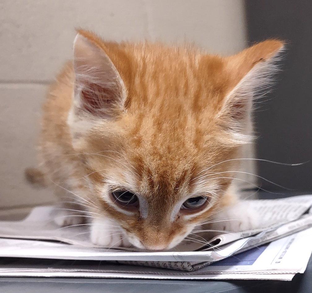 Khai, a Adopted Domestic Short Hair in Albemarle, NC image 3/3