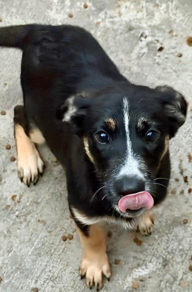 Enlarge Kabuli, a Adoptable mixed breed in Fort Lupton, CO image 1/2