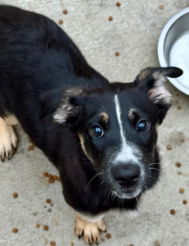 Enlarge Kabuli, a Adoptable mixed breed in Fort Lupton, CO image 2/2