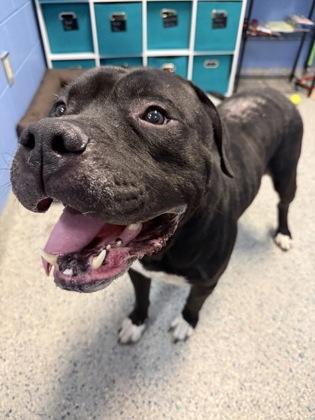 Eeyore, Adoptable, Adult Male Mastiff & Mixed Breed.