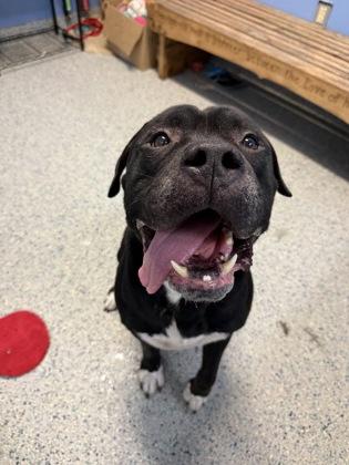 Enlarge Eeyore, a Adoptable mixed breed in Columbus, IN image 2/3