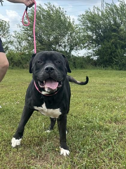 Enlarge Eeyore, a Adoptable mixed breed in Columbus, IN image 3/3
