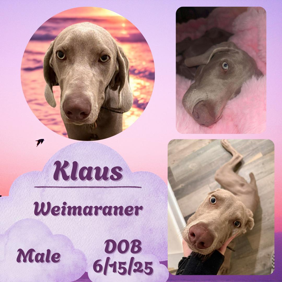 Klaus
