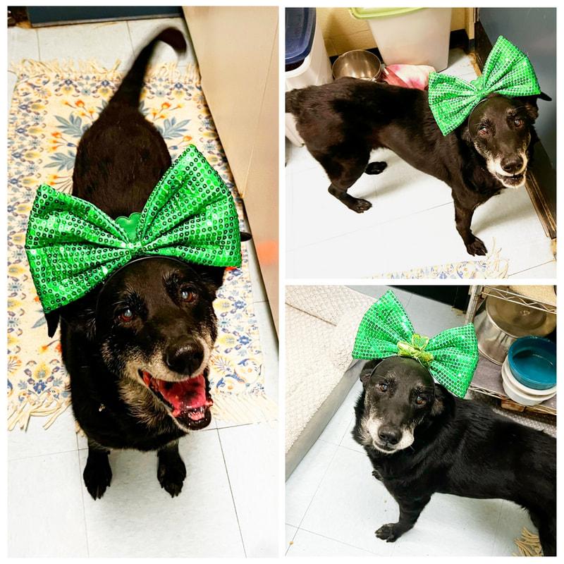 Enlarge Lilly, a ADOPTABLE mixed breed in Dublin, VA image 1/1