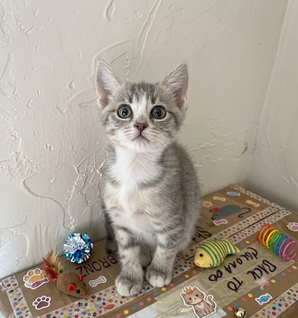 Enlarge Miss Lunette, an adopted Domestic Short Hair in Sedalia, CO image 1/1