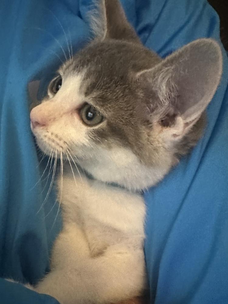 Enlarge Diego (Bonded with Paris, his sister), a Adopted Domestic Short Hair in Little Rock, AR image 1/6