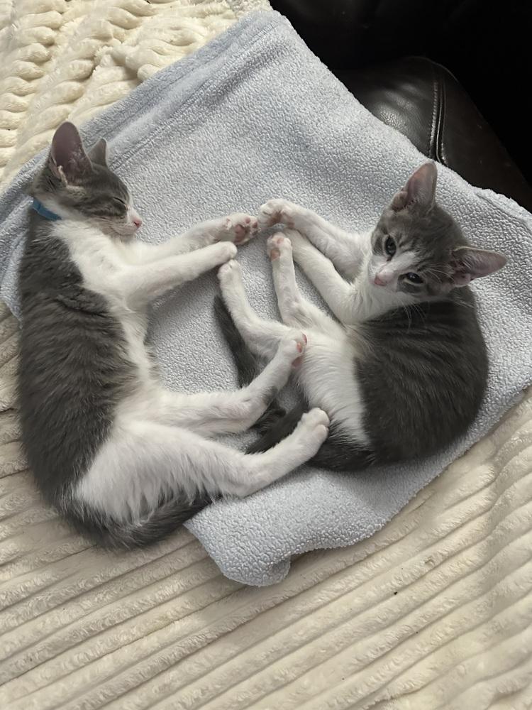 Enlarge Diego (Bonded with Paris, his sister), a Adopted Domestic Short Hair in Little Rock, AR image 2/6