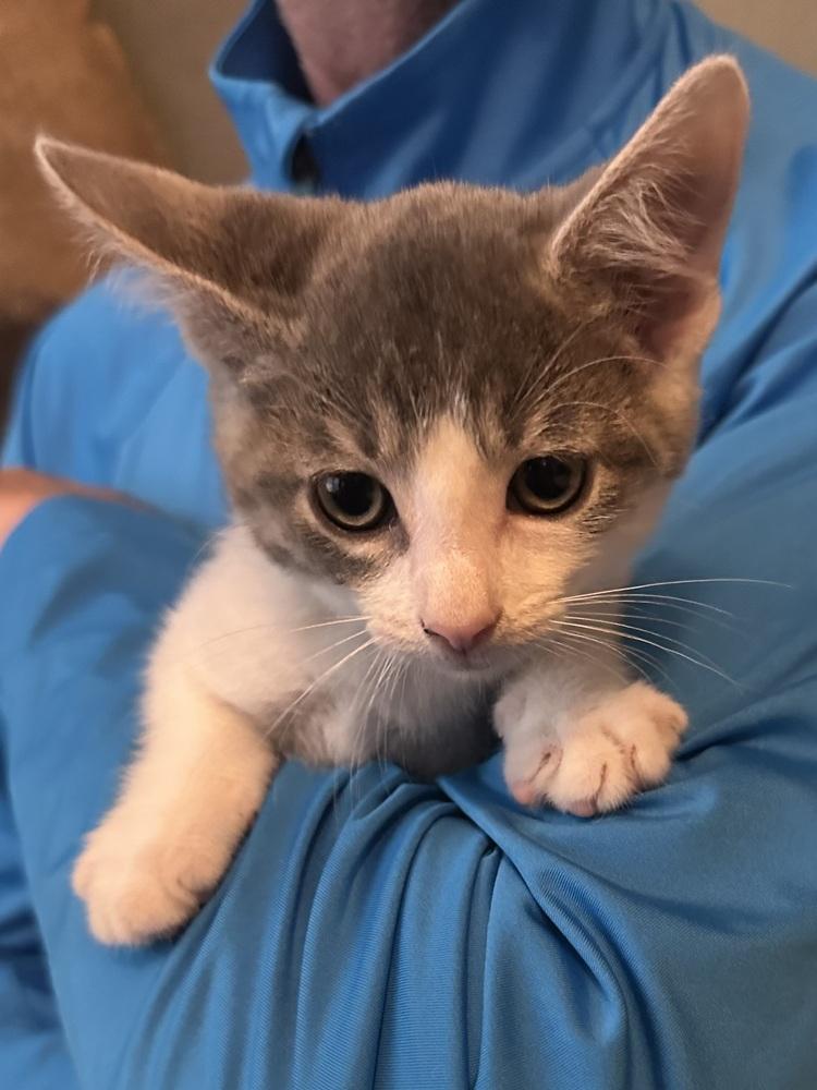 Enlarge Diego (Bonded with Paris, his sister), a Adopted Domestic Short Hair in Little Rock, AR image 3/6