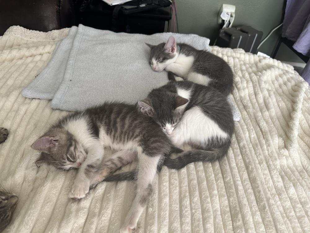 Enlarge Diego (Bonded with Paris, his sister), a Adopted Domestic Short Hair in Little Rock, AR image 4/6