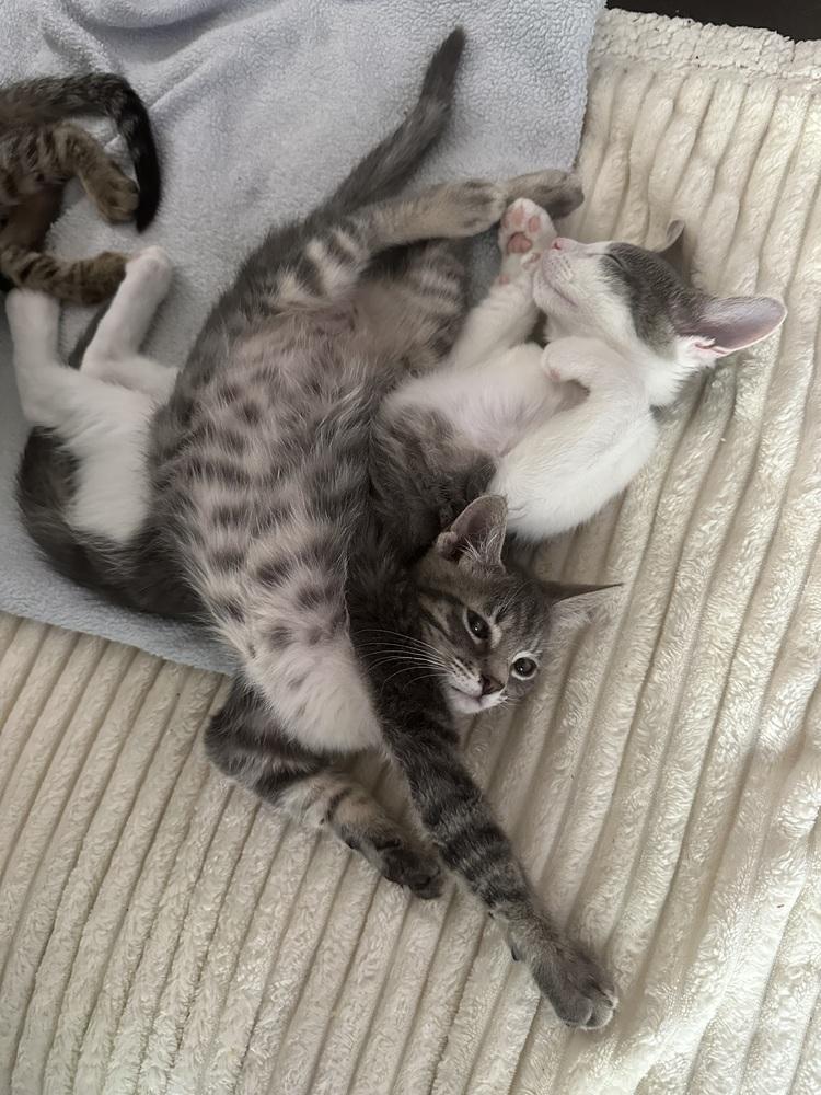 Enlarge Diego (Bonded with Paris, his sister), a Adopted Domestic Short Hair in Little Rock, AR image 5/6