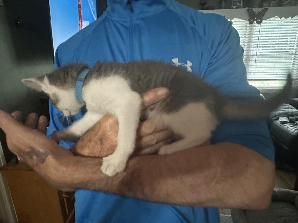 Enlarge Diego (Bonded with Paris, his sister), a Adopted Domestic Short Hair in Little Rock, AR image 6/6