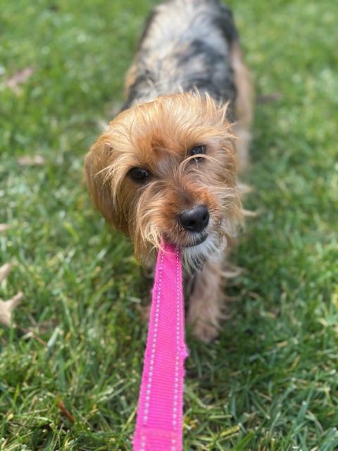 Enlarge Boyd, a Adoptable mixed breed in Columbia, MD image 1/6