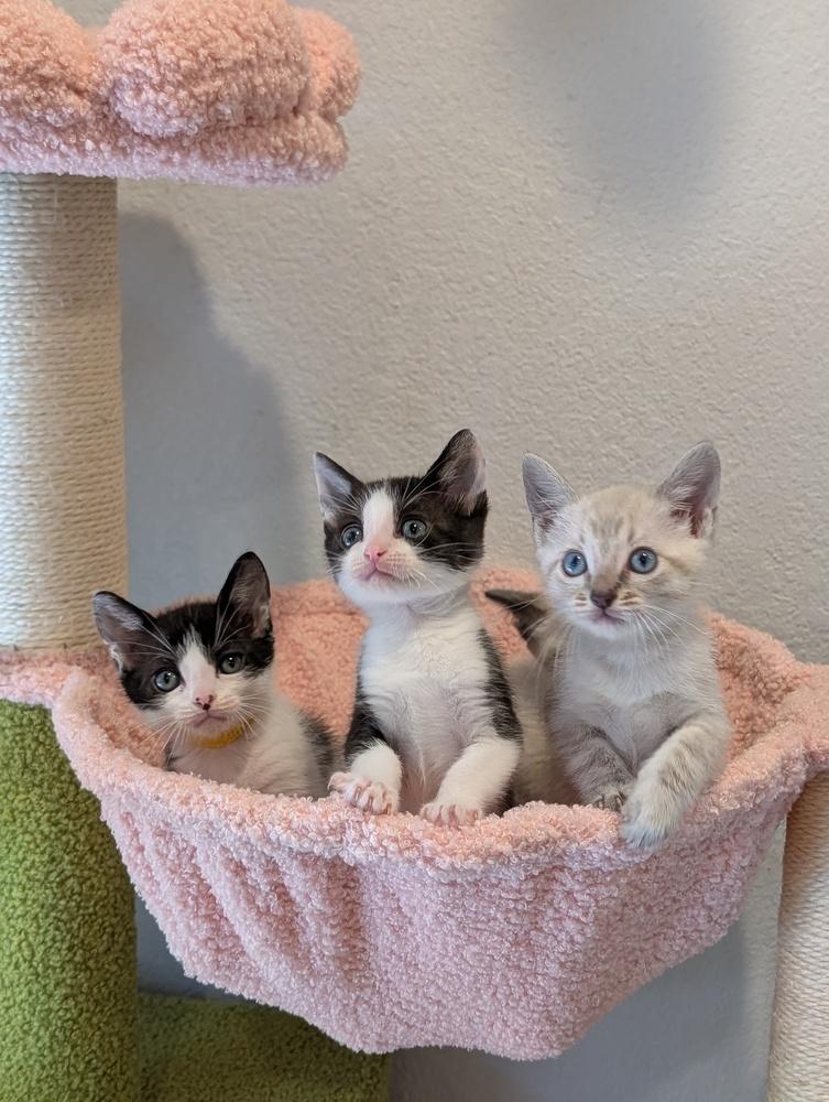 Enlarge Poppy, a Adoptable Domestic Short Hair in Fremont, CA image 2/6